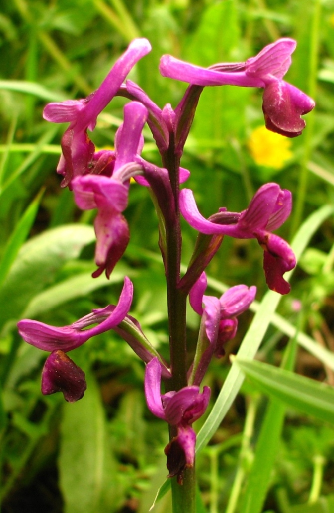 Ophrys e Orchis vicino a  Palazzolo